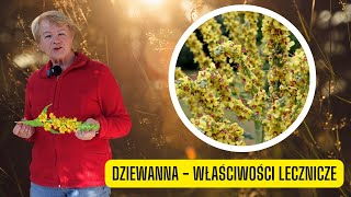 Dziewanna i jej właściwości lecznicze  pospolite zioło o niezwykłych właściwościach [upl. by Tedie]