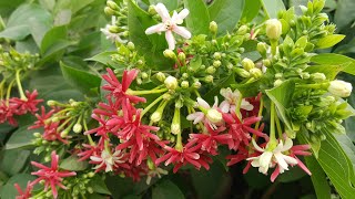 Double Rangoon Creeper Vine  Combretum indicum  Quisqualis indica [upl. by Laurella]