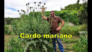 Cardo mariano Silybum marianum [upl. by Merridie]