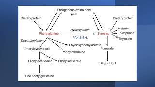 Phenylalanine and tyrosine metabolism [upl. by Nynnahs516]