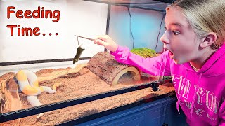 Feeding Trinitys Pet Snake a Mouse Banana Pied Ball Python [upl. by Hasile628]