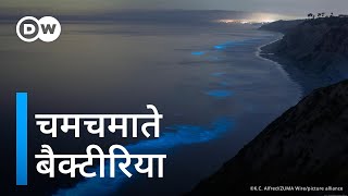 बैक्टीरिया क्यों और कैसे चमकते हैं जानिए Why do bacteria glow [upl. by Culbert]