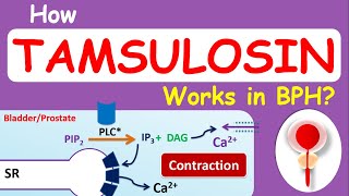 How Tamsulosin Flomax works in BPH [upl. by Idalla]