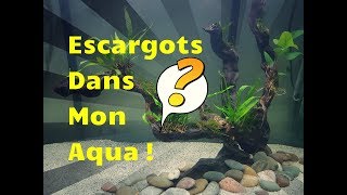 NOUVEAUX ESCARGOTS  NERITINA DANS MON AQUARIUM [upl. by Elleinaj977]