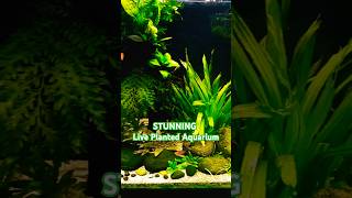 Why You Should Get a Planted Aquarium 🪴 Whats The BENEFITS [upl. by Ginelle]