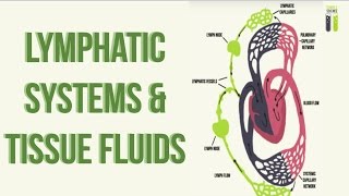 IGCSE Biology Revision  Part 11  Lymphatic System amp Tissue Fluid Formation [upl. by Eiuqnom173]