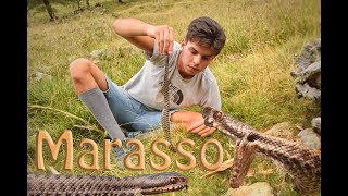 Il Marasso  European adder Vipera berus ENGLISH SUBS [upl. by Coates112]