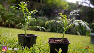 BEGINNERS GUIDE  PROPAGATION OF MARGUERITE DAISIES  ARGYRANTHEMUM [upl. by Reivaxe402]