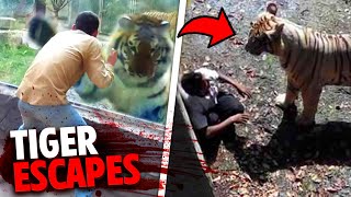 This Provoked Tiger ESCAPES Zoo Enclosure To FATALLY MAUL Guest [upl. by Batory731]