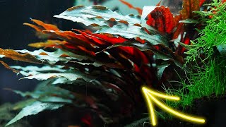 Do this when you trim your Cryptocoryne Aquascape [upl. by Airamana]