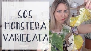 🌿 Monstera Variegata  Sauvetage 1 Comment rempoter un monstera [upl. by Eikram]