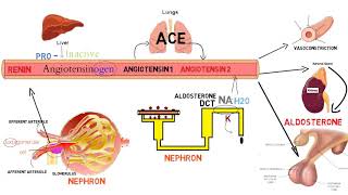 ⭕ شرح مفصل خطوة بخطوة لـ  Renin Angiotensin Aldosterone System [upl. by Rehtae]