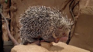 Keeper Chat PrehensileTailed Porcupine Full Version [upl. by Dareg]