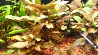 Cryptocoryne Wendtii Brown [upl. by Erbma]