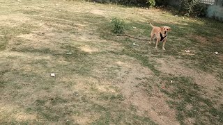 Romeo ko mila Khelne ke liye naya Park  VLOG  54  Romeo Labrador  Life of Romeo Labrador [upl. by Cordie97]