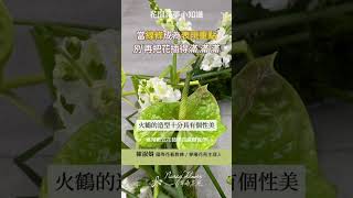 每一種作品有不同的表現重點，認識花材的特質，讓它們在作品中得到最佳的表現，幫助你用作品詮譯不同的故事 花環 花圈 歐式花藝 現代風格 火鶴 金魚草 蒲葉 水蠟燭葉 ADFA DFA [upl. by Spurgeon21]