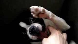 Ticklish Boston Terrier [upl. by Barnet807]