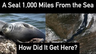 How Did Seals Get to Lake Baikal [upl. by Dotti]