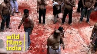 Self flagellation and bloodshed on Muharram in India [upl. by Airdnna]