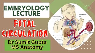 Fetal Foetal Circulation amp Changes after birth  Embryology [upl. by Brander177]