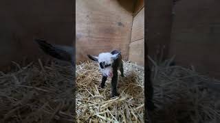 Milano Budd amp Kringla both had twins yesterday nigeriandwarf farmlife babygoats [upl. by Maximilianus]