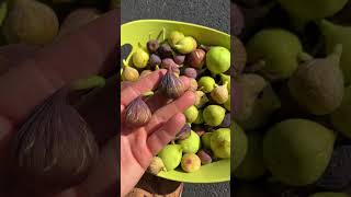 Tips for Drying Figs on the Tree fig figtree figboss gardeningtips fruittrees [upl. by Hepsibah]