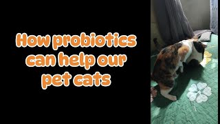 How probiotics can help our cats [upl. by Laundes]