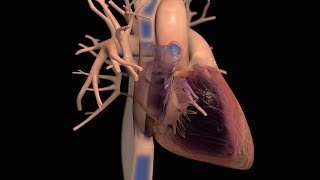 Anatomy and Function of the Heart [upl. by Kerril493]