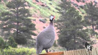 Male Guinea Fowl Sounds amp Calls [upl. by Nirraj]