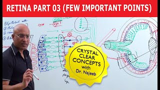 Retina  Few Important Points  Part 3 [upl. by Manley]