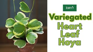 Variegated Heart Leaf Hoya Hoya kerrii Variegata  How to Grow and Care for the Heart Leaf Hoya [upl. by Nageam]