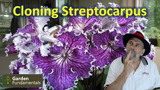 Streptocarpus cape primrose  Vegetative Propagation ✂️🎊💎 Cloning FREE Plants [upl. by Lecroy]