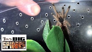 Joe Rossi Review P auratus and A avicularia slings [upl. by Tica]