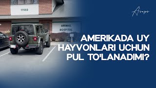 Amerikada uy hayvonlari uchun pul tolanadimi  Alisher Avazov [upl. by Aicirtam]