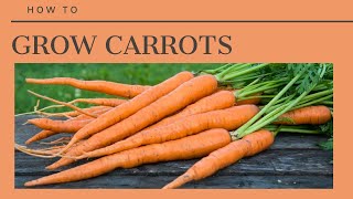 The Complete Guide to Growing Carrots [upl. by Anson]