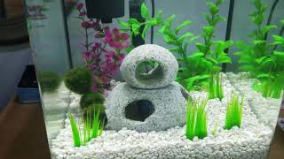 Treating Betta Fin Rot and Septicemia using Kanaplex [upl. by Essinger822]