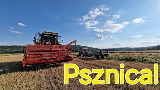 Pszenica pod kose  Bizon Rekord i Massey Ferguson w akcji  2024 [upl. by Achorn]