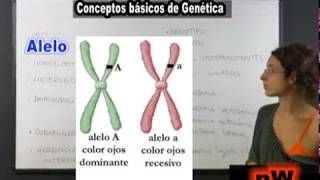 Genética  Definición y Conceptos Básicos [upl. by Nosittam]