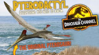 What Was The Pterodactyl  The Dinosaur Channel [upl. by Ardeed]