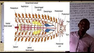 Phylum Annellida [upl. by Dyan911]