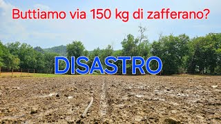 Piantiamo 150 kg di zafferano  finita malissimo [upl. by Ainocal]