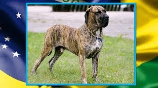 FILA BRASILEIRO  Um cão corajoso valente dócil com a família e amoroso com as crianças [upl. by Ahsats]