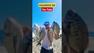 PESQUERON XXL BRECADORADA Y SARGOS SURFCASTING FAMILY [upl. by Moia]