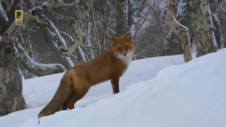 Nat Geo Wild Wild Russia Kamchatka HD Nature Documentary [upl. by Longawa148]