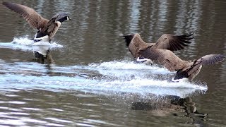 Geese fighting amp honking loud sounds [upl. by Tound]