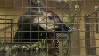 オカピの食事風景 上野動物園 2017年10月29日 [upl. by Negaem628]