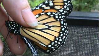 Monarch butterfly tagging [upl. by Lepper]