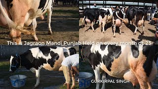 Worlds Highest Milking Biggest Udder Holstein Friesian Cow Breed  How To Increase Udder of Cows [upl. by Pasquale]