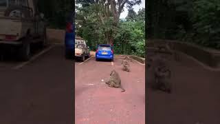 Baboon attack tourist interrupting them while eating travel tanzania baboons photography tiktok [upl. by Yahc620]