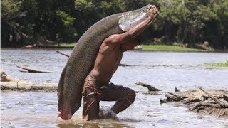 CRIAÇÃO DE PIRARUCU EM RONDONIA [upl. by Delogu]